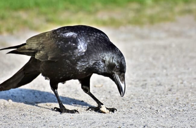 Crow finding food in the park.