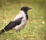 Hooded Crow Photo By: Hedera.baltica Https://Creativecommons.org/Licenses/By-Sa/2.0/