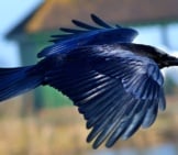 Black Crow In Flight. Photo By: Tim Spouge Https://Creativecommons.org/Licenses/By-Sa/2.0/