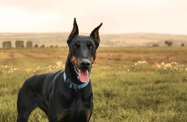 Doberman Pinscher in a field.