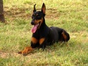 Doberman Pinscher Portrait of a beautiful Doberman Pinscher.Photo by: pato Garzahttps://creativecommons.org/licenses/by/2.0/