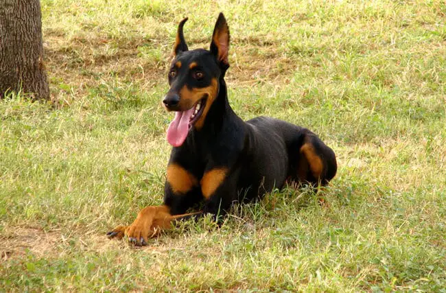 huge doberman pinscher