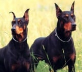 Portrait Of A Pair Of Doberman Pinschers. Photo By: Tns Sofres Https://Creativecommons.org/Licenses/By/2.0/ 