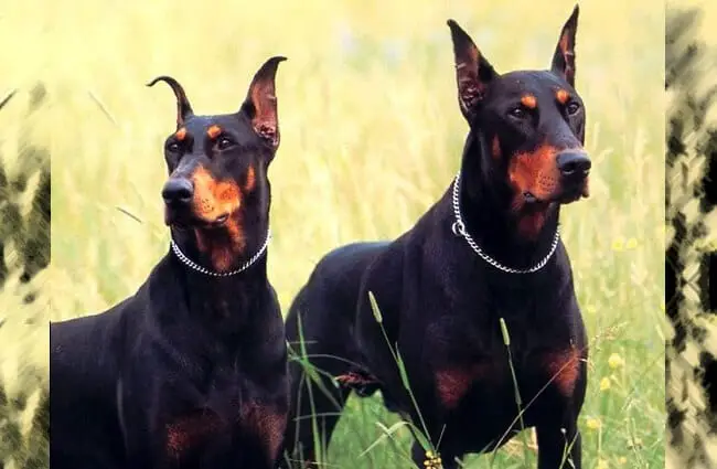 Portrait of a pair of Doberman Pinschers. Photo by: TNS Sofres https://creativecommons.org/licenses/by/2.0/ 