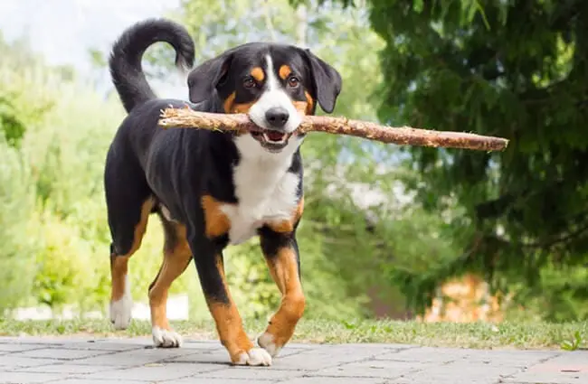 Entlebucher Mountain Dog carrying a prize stick. Photo by: (c) michaklootwijk www.fotosearch.com