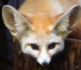 Closeup Of A Fennec Fox Face. Photo By: Kitty Terwolbeck Https://Creativecommons.org/Licenses/By/2.0/