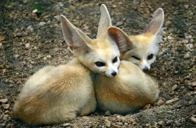 Two young Fennec Fox - notice their long long ears. Photo by: (c) ChiccoDodiFC www.fotosearch.com