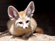 Fennec Fox Fennec Fox enjoying the sun and sand.Photo by: (c) Anolis www.fotosearch.com