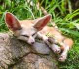 Fennec Fox Napping On A Rock. Photo By: (C) Gracethang Www.fotosearch.com
