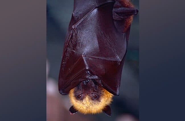 Madagascan Flying Fox, wrapped up for sleep. Photo by: Bernard DUPONT https://creativecommons.org/licenses/by/2.0/