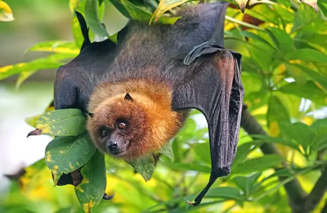 Flying Fox Description Habitat Image Diet And Interesting Facts