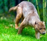 Aging Fossa On The Grass. Photo By: Tambako The Jaguar Https://Creativecommons.org/Licenses/By-Nd/2.0/