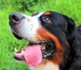 Swiss Mountain Dog On A Walk In The Park. Photo By: (C) Viktor893 Www.fotosearch.com