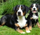 Mother Greater Swiss Mountain Dog With Her Puppy. Photo By: (C) Ckellyphoto Www.fotosearch.com