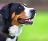 Greater Swiss Mountain Dog In Profile. Photo By: (C) Photomatic Www.fotosearch.com