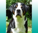 Portrait Of A Greater Swiss Mountain Dog.photo By: (C) Ckellyphoto Www.fotosearch.com