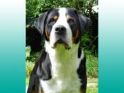 Portrait of a Greater Swiss Mountain Dog.Photo by: (c) ckellyphoto www.fotosearch.com
