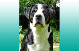 Portrait of a Greater Swiss Mountain Dog.Photo by: (c) ckellyphoto www.fotosearch.com