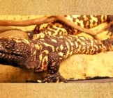 Gila Monster In A Captive Environment. Photo By: Walknboston