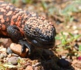 Gila Monster - The Only Venomous Lizard Found In The United States. Photo By: (C) Rdodson Www.fotosearch.com