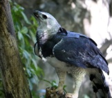 Harpy Eagle In The Forest. Photo By: Cuatrok77 Https://Creativecommons.org/Licenses/By-Sa/2.0/