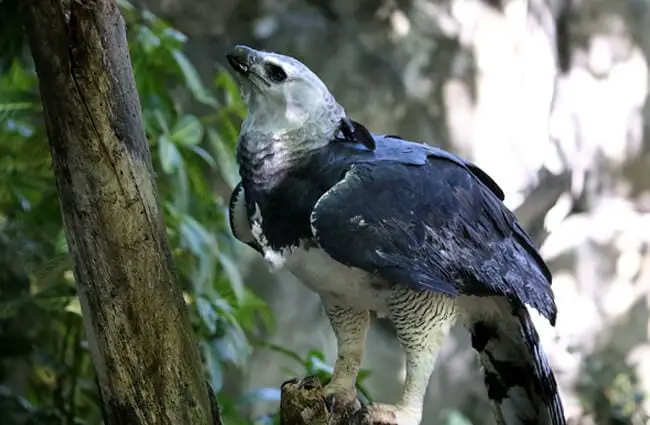 Harpy eagle in the forest. Photo by: cuatrok77 https://creativecommons.org/licenses/by-sa/2.0/