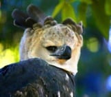 Closeup Of A Harpy Eagle&#039;S Unique Crown.photo By: Cuatrok77Https://Creativecommons.org/Licenses/By-Sa/2.0/
