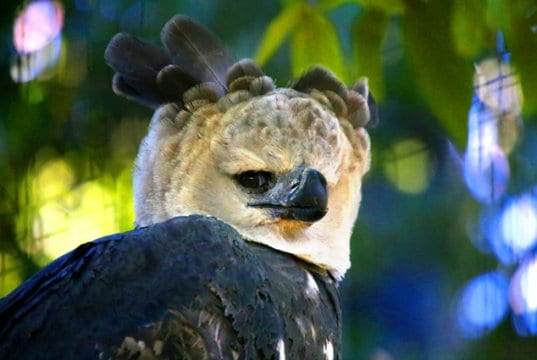 Closeup of a harpy eagle's unique crown.Photo by: cuatrok77https://creativecommons.org/licenses/by-sa/2.0/