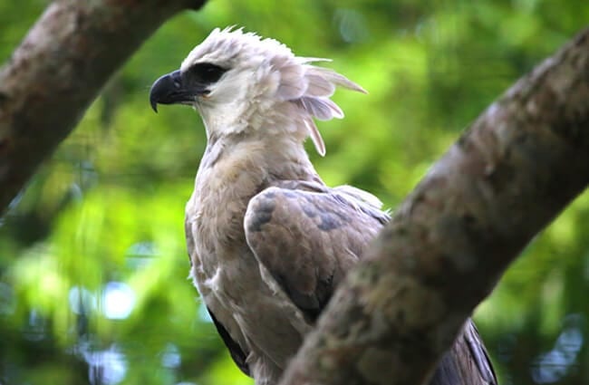 Profile of a harpy eagle. Photo by: cuatrok77 https://creativecommons.org/licenses/by-sa/2.0/