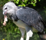 A Harpy Eagle Swallowing His Small Prey Whole. Photo By: Mike Liu Https://Creativecommons.org/Licenses/By-Sa/2.0/