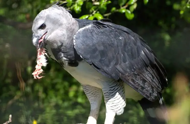 A harpy eagle swallowing his small prey whole. Photo by: Mike Liu https://creativecommons.org/licenses/by-sa/2.0/