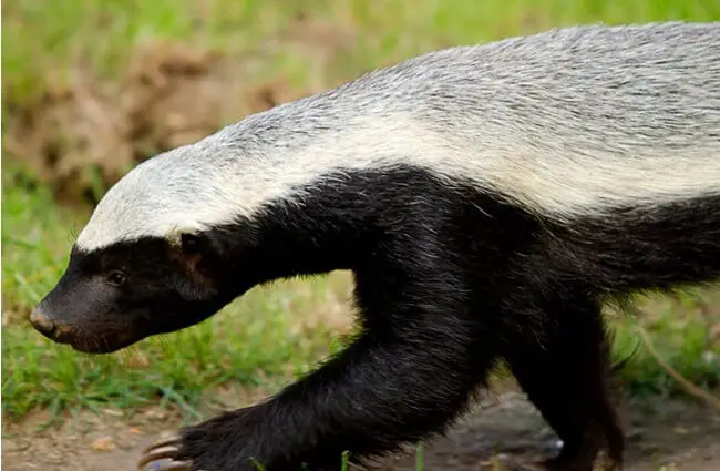 Closeup of a Honey Badger walking. Photo by: (c) india1 www.fotosearch.com