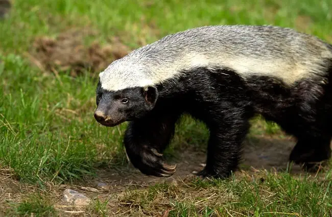 Honey Badger strolling along a path. Photo by: (c) india1 www.fotosearch.com