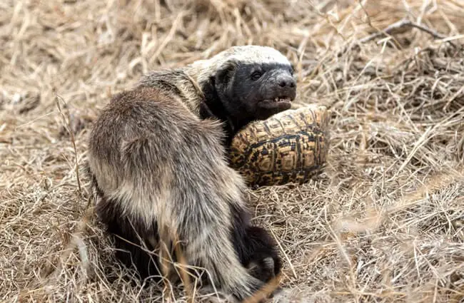 Honey Badger carrying his dinner in the form of a tortoise. Photo by: (c) laurenpretorius www.fotosearch.com