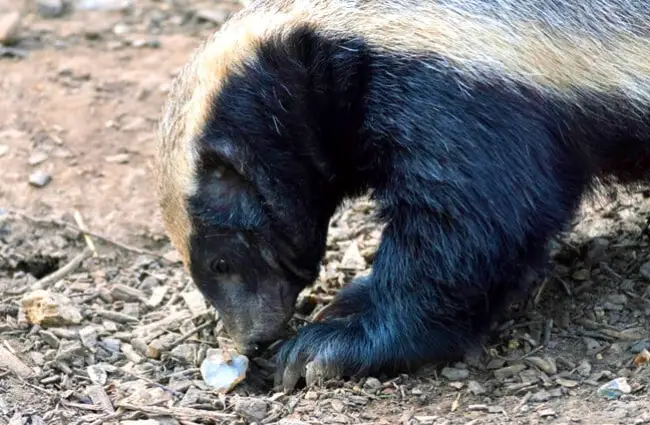 Honey Badger - Description, Habitat, Image, Diet, and Interesting Facts