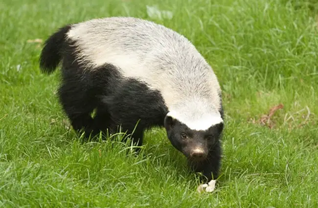 Honey Badger investigation something in the grass.Photo by: (c) india1 www.fotosearch.com