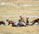 Pack Of Hyenas Scattering As A Larger Predator Approaches Their Kill. Photo By: Megan Coughlin Https://Creativecommons.org/Licenses/By-Nd/2.0/