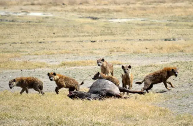 Pack of hyenas scattering as a larger predator approaches their kill. Photo by: Megan Coughlin https://creativecommons.org/licenses/by-nd/2.0/