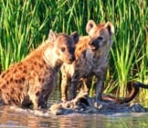 A Pair Of Hyenas Guarding Their Dinner. Photo By: Brian Ralphs Https://Creativecommons.org/Licenses/By-Nd/2.0/