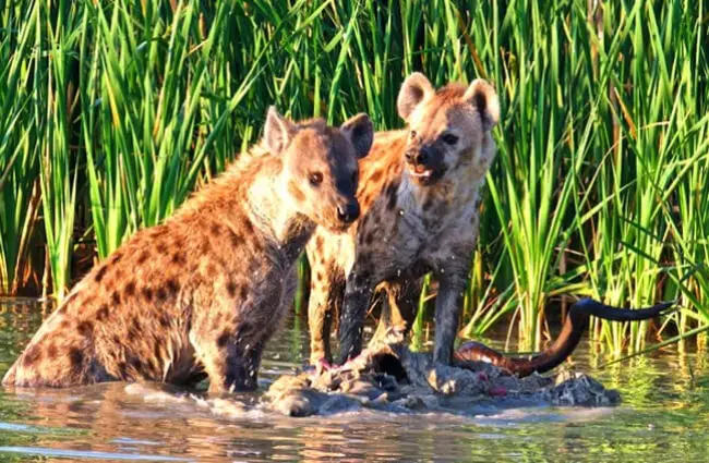 A pair of hyenas guarding their dinner. Photo by: Brian Ralphs https://creativecommons.org/licenses/by-nd/2.0/
