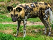 Hyena Hyena looking toward the camera.