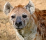 Closeup Of A Hyena&#039;S Face.