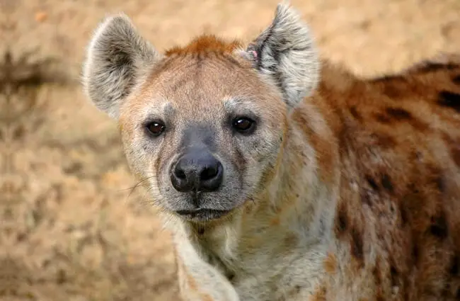Closeup of a hyena&#039;s face.