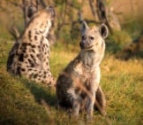 A Pair Of Spotted Hyenas Relaxing At Dusk.