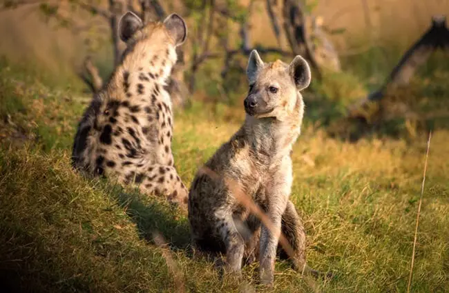 A pair of spotted hyenas relaxing at dusk.