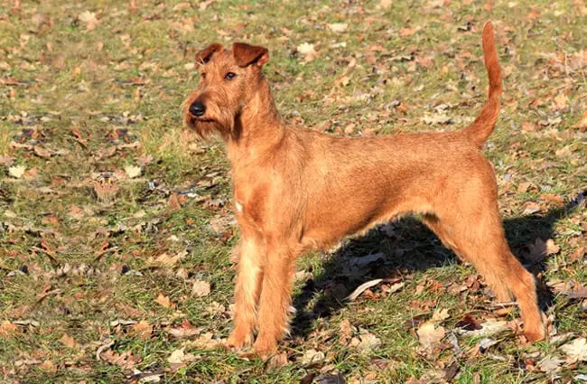 Portrait of an Irish Terrier at the start of fall. Photo by: (c) CaptureLight www.fotosearch.com