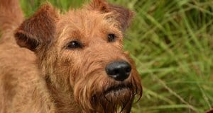 Closeup of an Irish Terrier face.