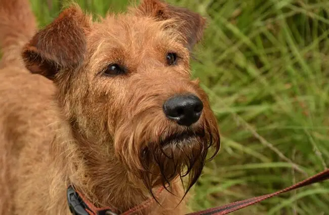 Closeup of an Irish Terrier face.