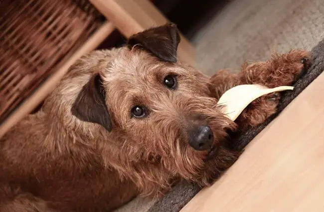 Irish Terrier with his chew toy.
