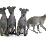 Italian Greyhound Puppies. Photo By: (C) Cynoclub Www.fotosearch.com